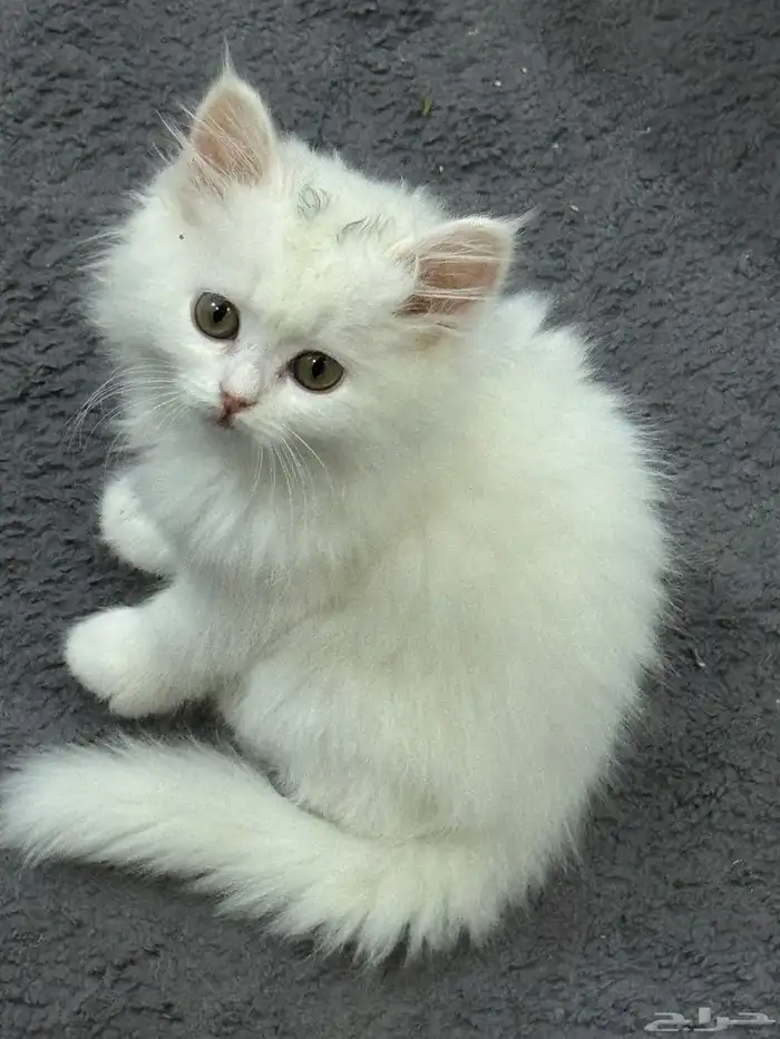 ذكر و انتثى قطط 0