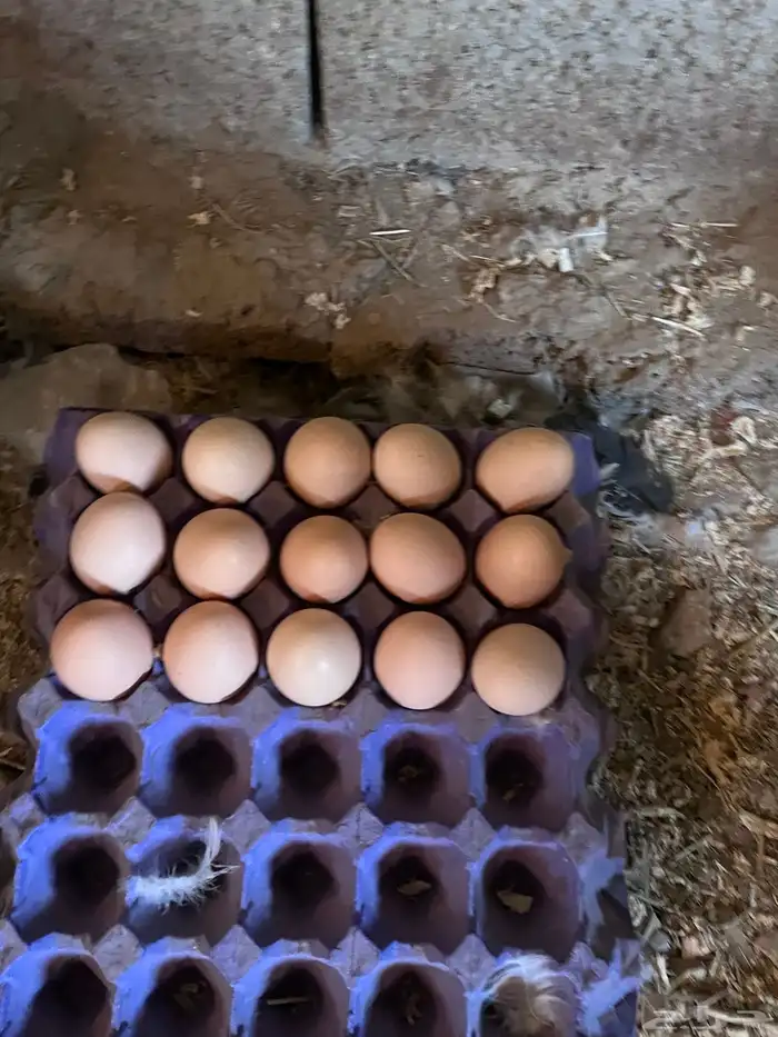 بيض براهما كولمبي دم صافي بيور 3