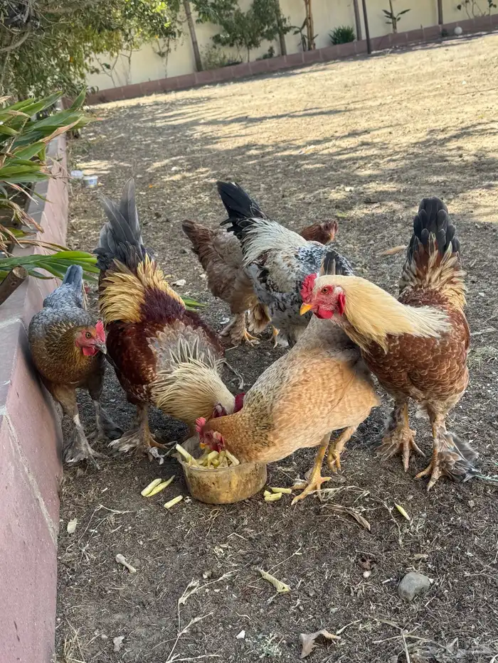 ثلاثة أزواج مهجن مع براهما فاخر من الآخر 13