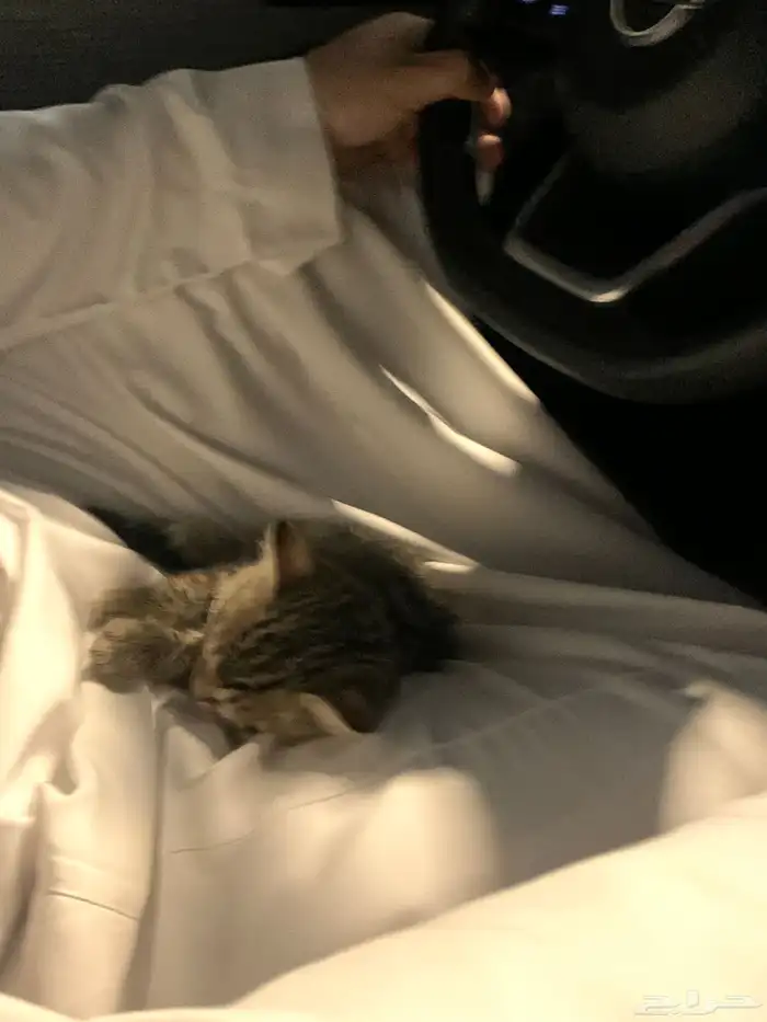 قط صغير للبيع السعر قابل للتفاوض شامل اغراضه 2