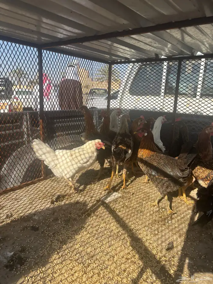 13دجاجه 2دياكه 0