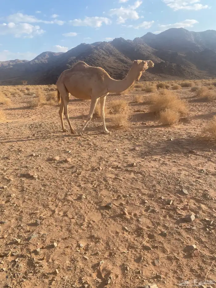 ناقه حره بشهادة 0