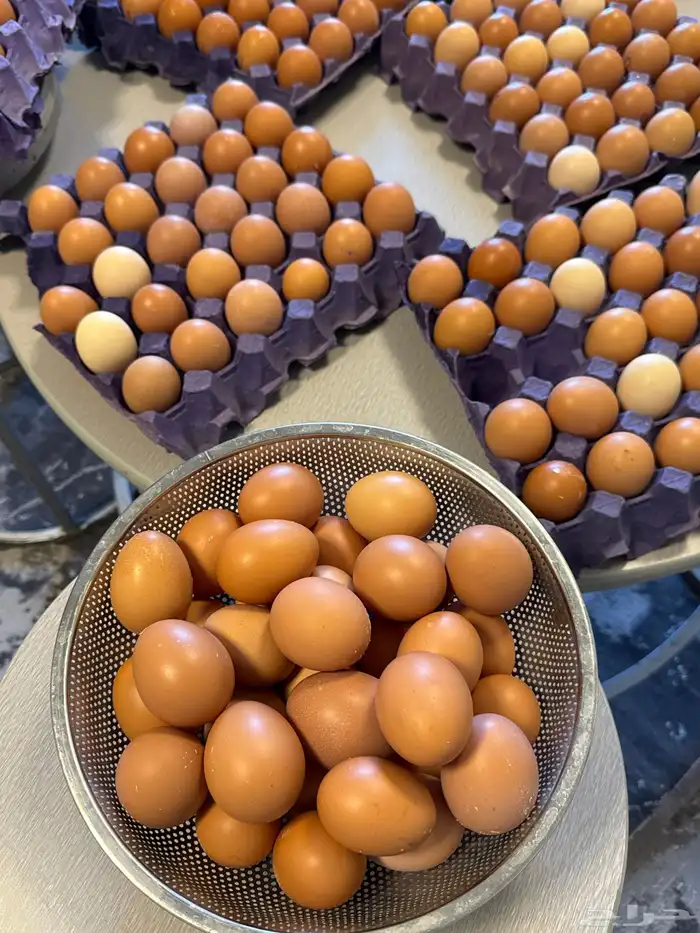 بيض لهمان فرش 0