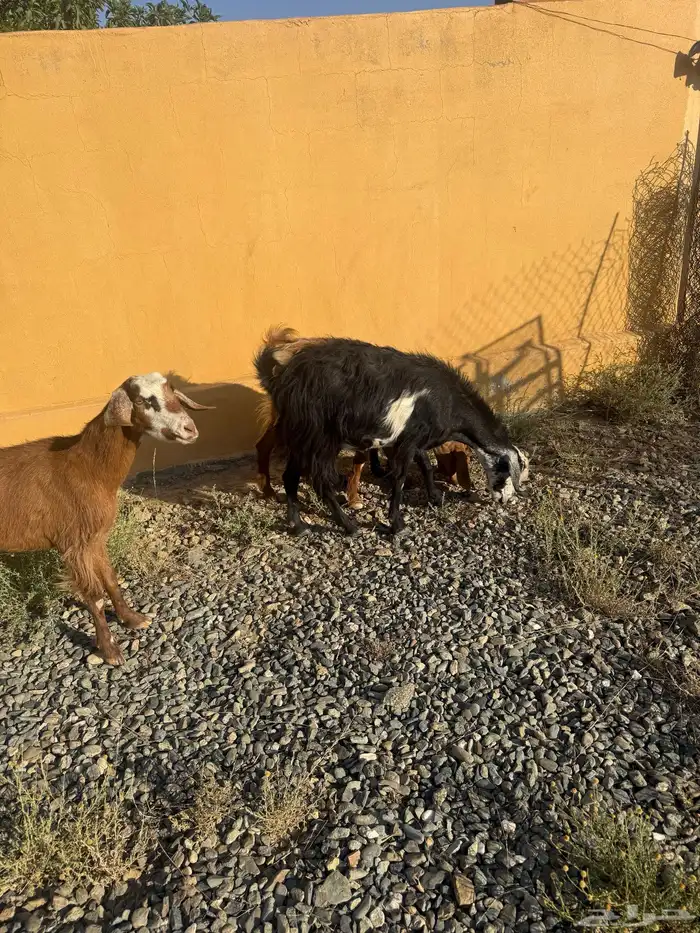 3 ماعز موقعها بني كبير قريب الزوايه 2