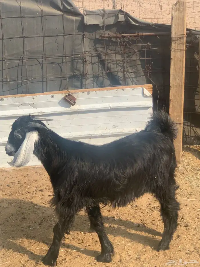 تيوس للبيع 2 وخروف 1الموقع قريب من السوق الجنوبي 1