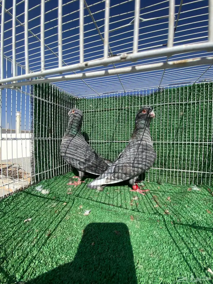 حمام شامي وتركي 6