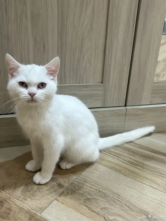 قط للبيع للجادين واتساب فقط 0