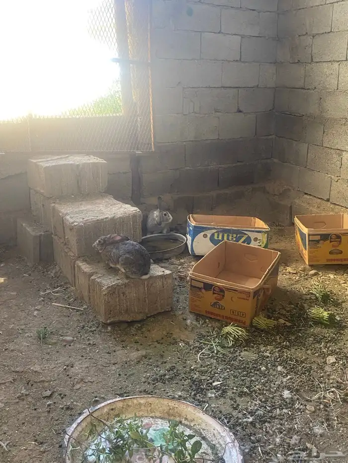 ارانب فرنسي 0