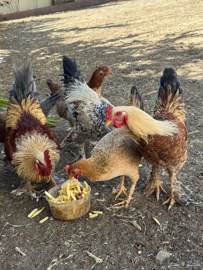 ثلاثة أزواج مهجن مع براهما فاخر من الآخر 12