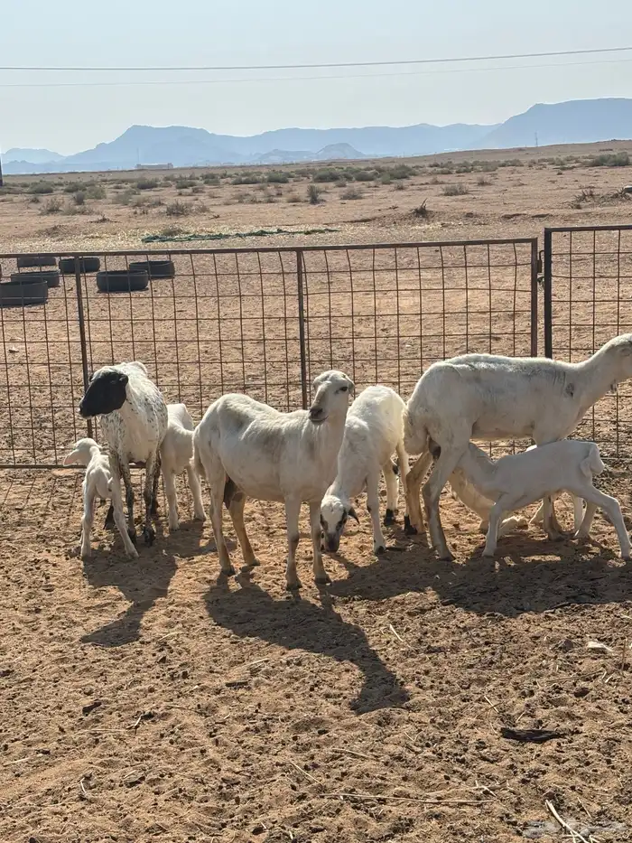 رفيديات 14 وحريه 4