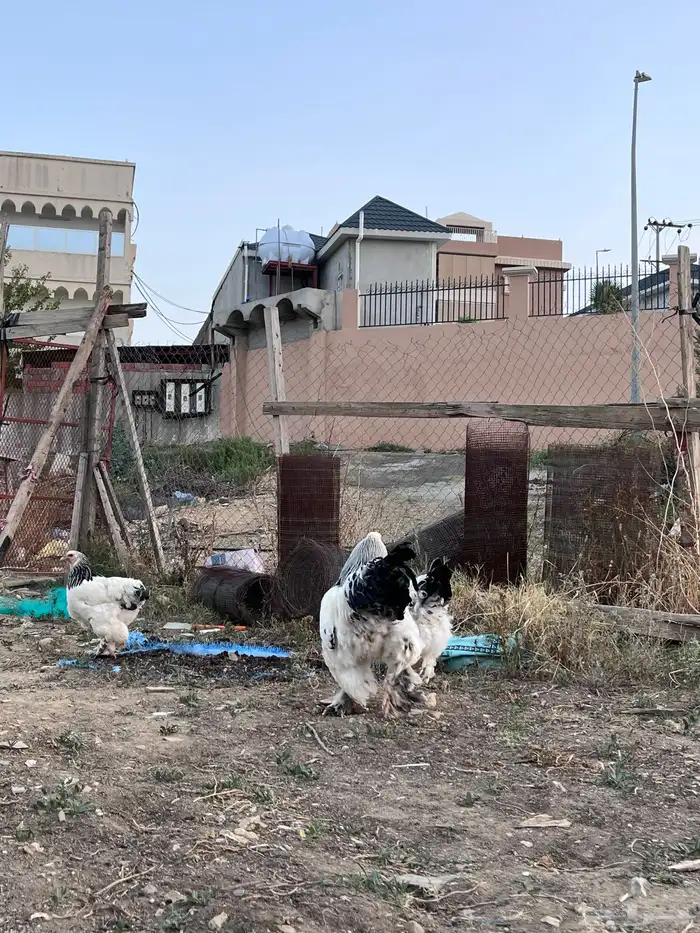 بيض براهما كولمبي دم صافي بيور 4