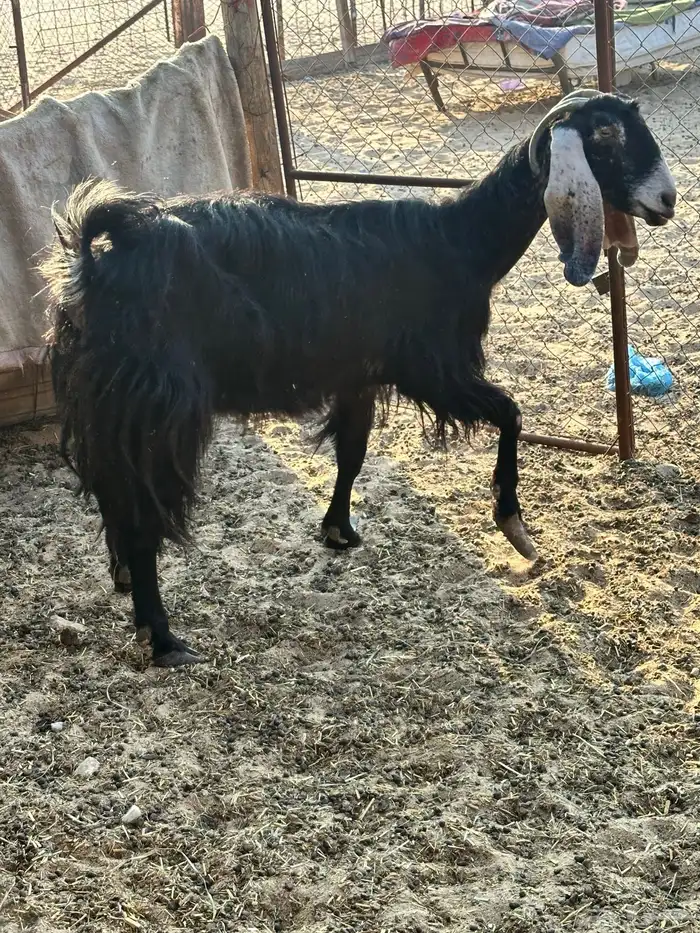 عنز عارضيه 0