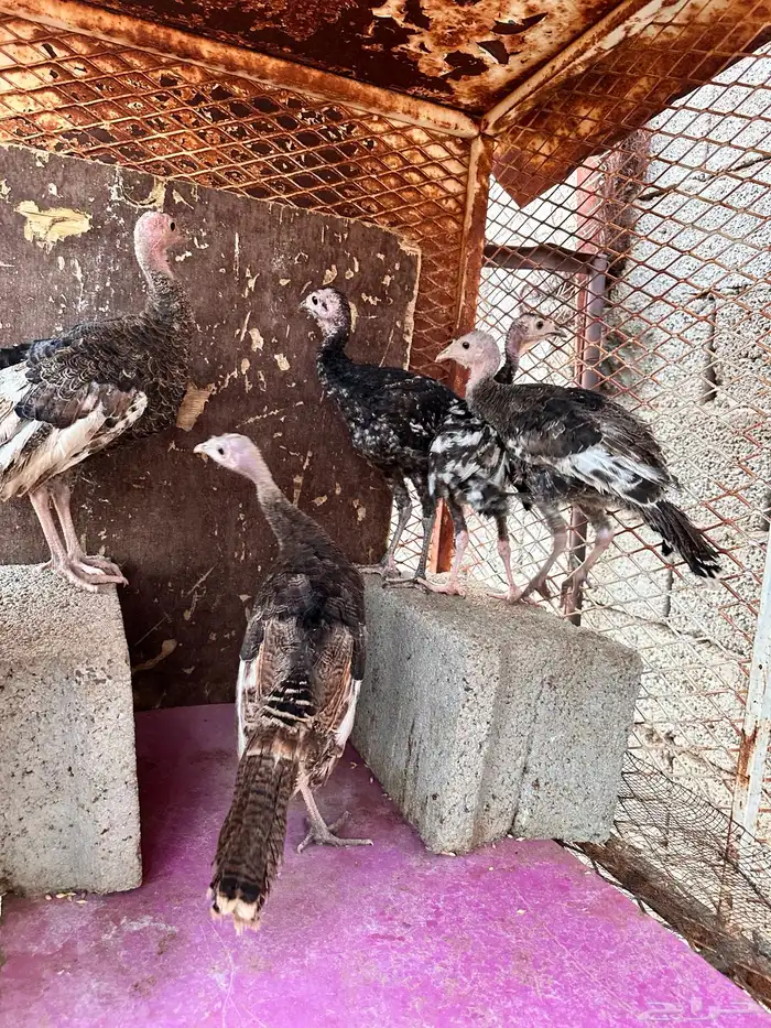 رومي للبيع صوص 1