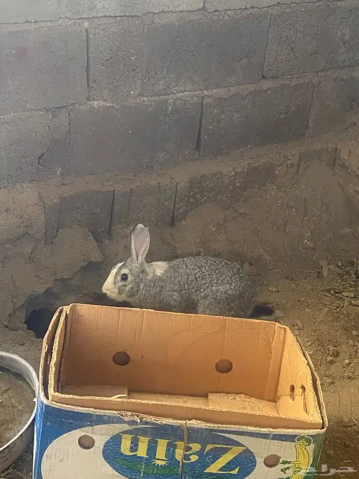 ارانب فرنسي 3