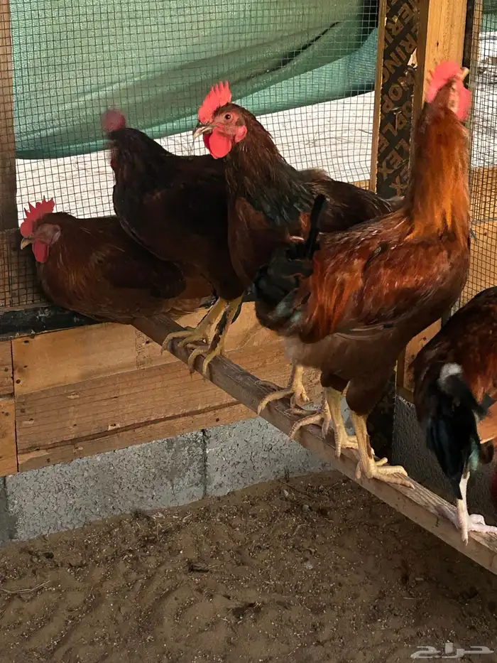 ديوك فرنسية 0