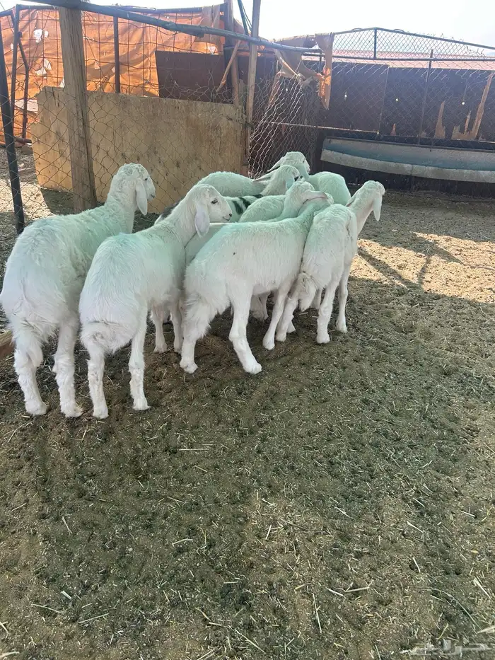 البيع بهم حري 1