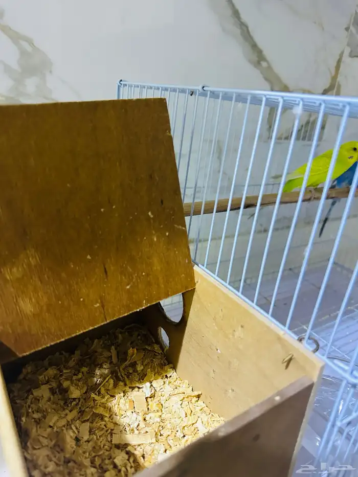 للبيع زوج طيور الحب (ذكر وانثى ) مع القفص 2