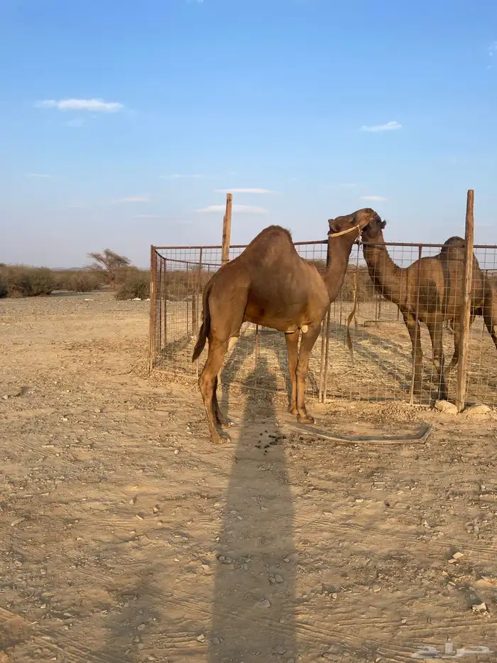 قعود جذع حمر ادهم 2