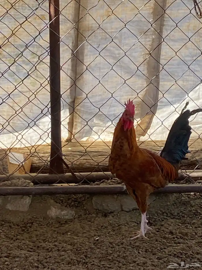 3 ديوك. 2 بلدي 1 ماكنتوش 8