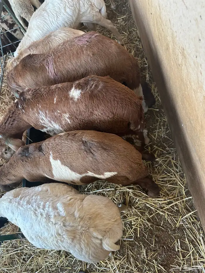 سواكن مرابي عمر 4 شهور 0