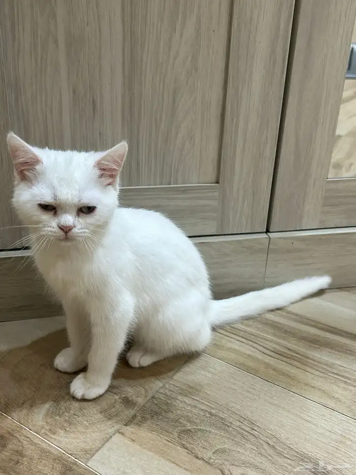 قط للبيع للجادين واتساب فقط 1