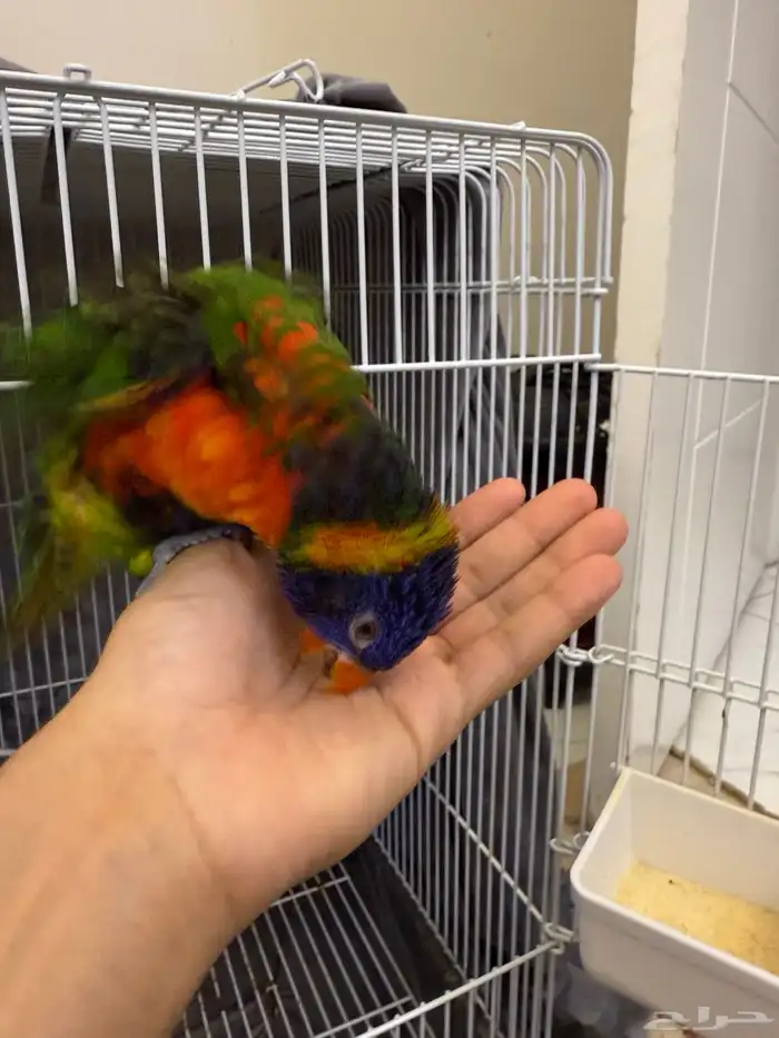 ببغاء لوري 2