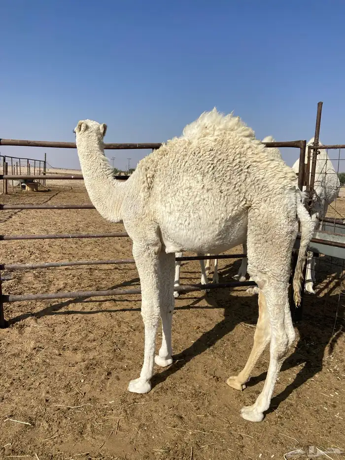 الدوادمي نفي 0