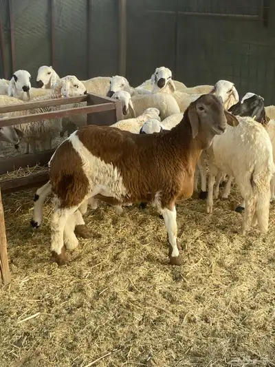 خروف ساكني حمري مربى فل شحم index