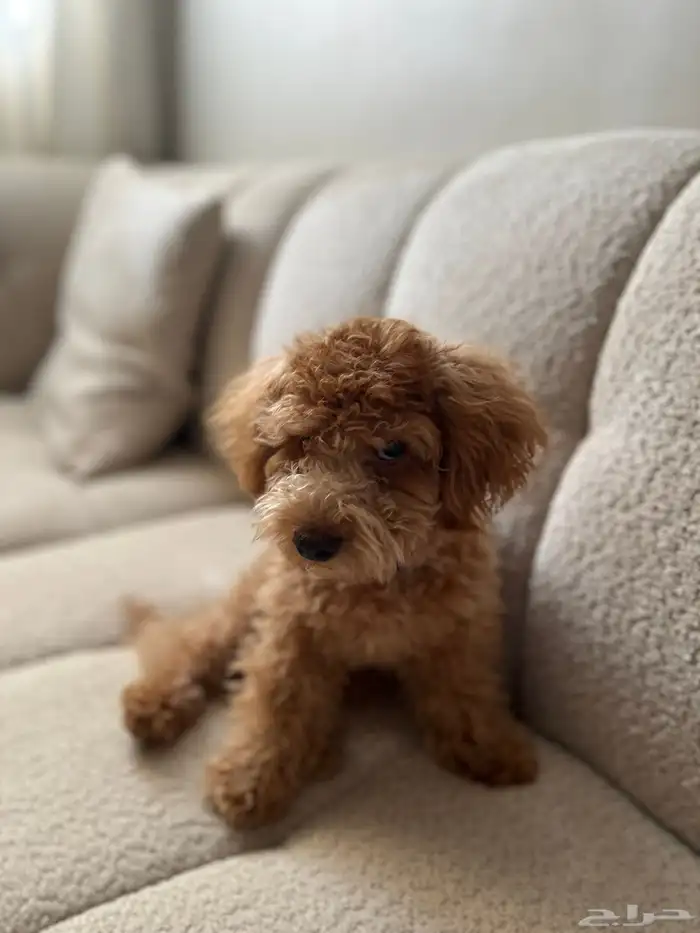 كلب بودل صغير للبيع 3