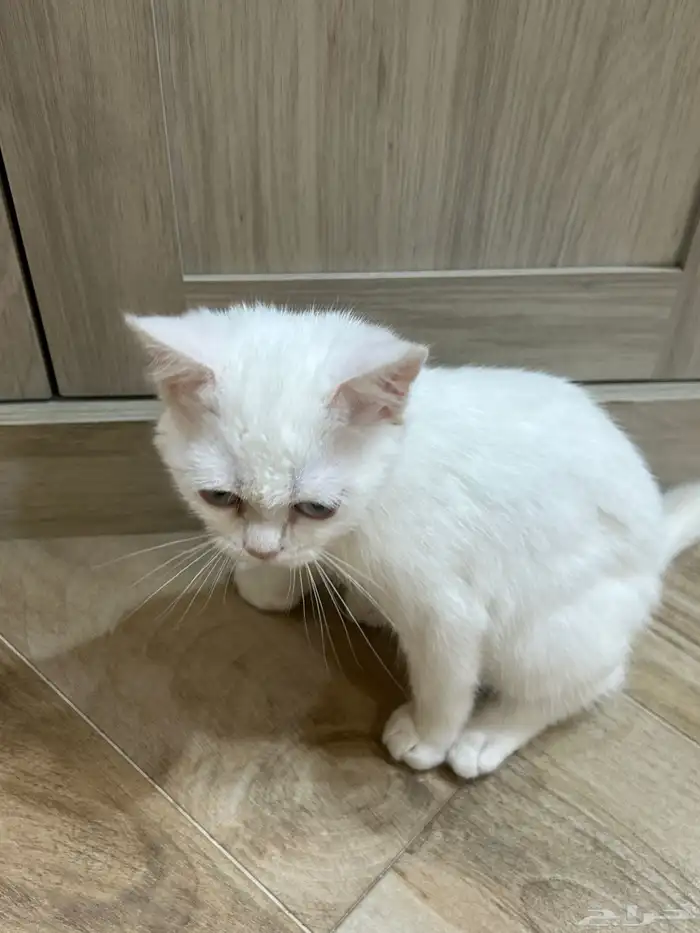 قط للبيع للجادين واتساب فقط 6