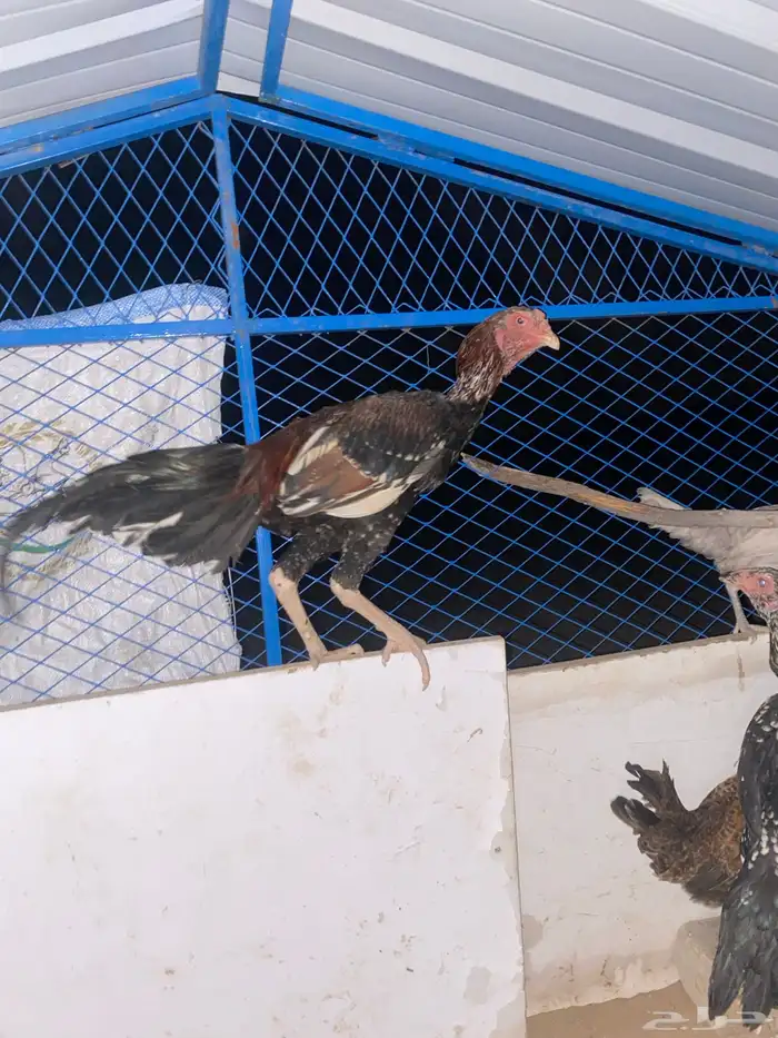 دجاج بكستاني 2