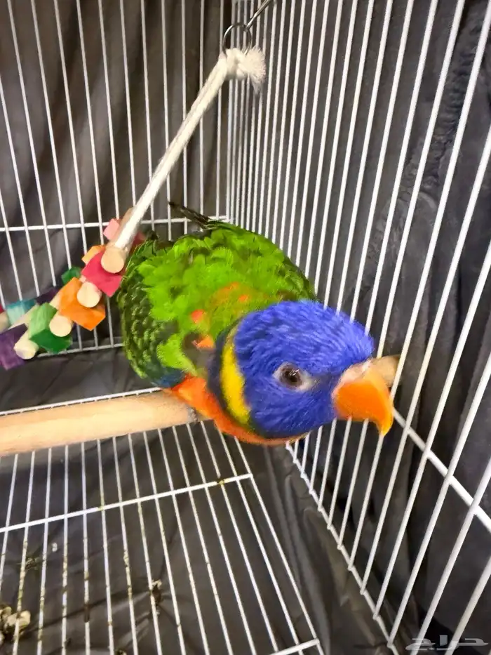 ببغاء لوري 4