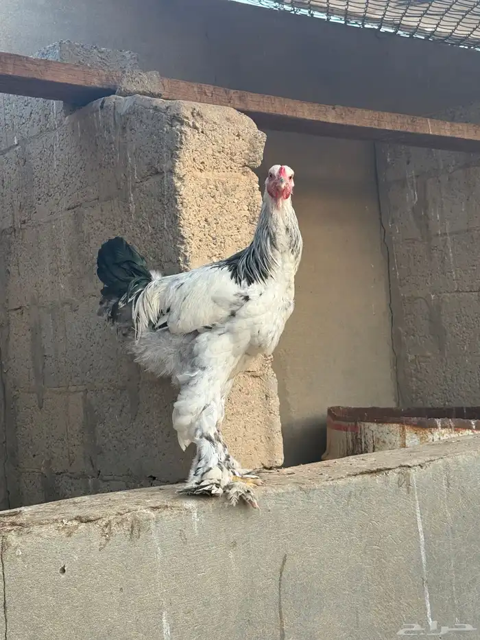 ديوك براهم كولمبي 0