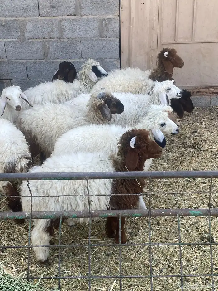 بهم ربط العدد 10 0