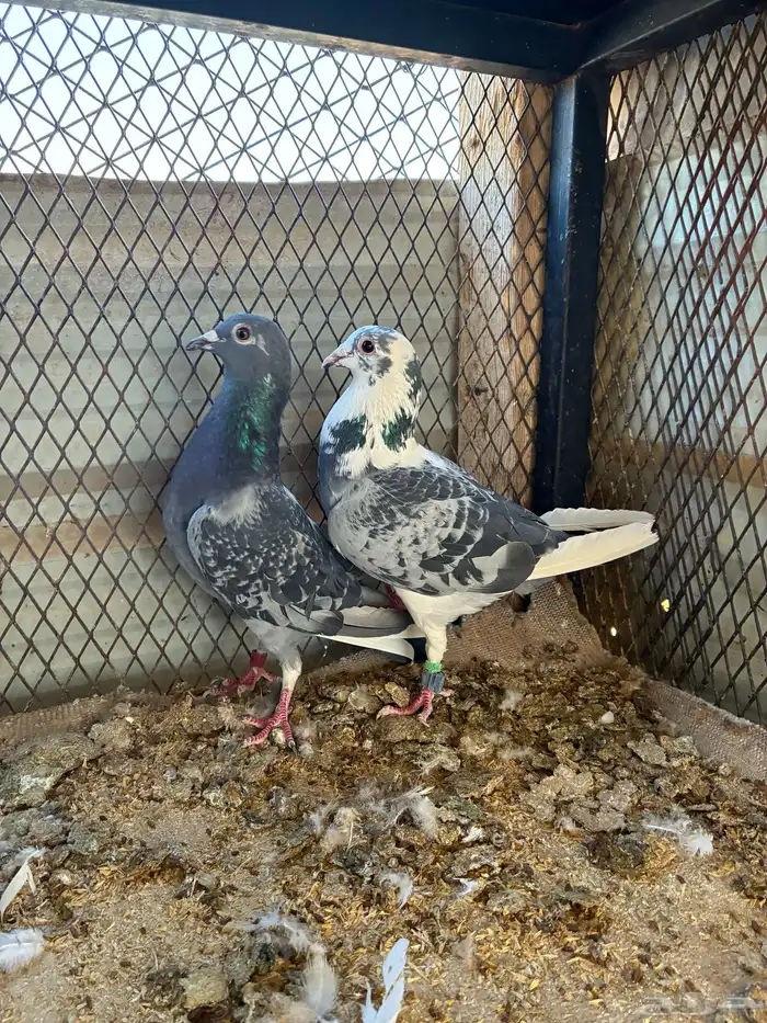 حمام زاجل سباق 4