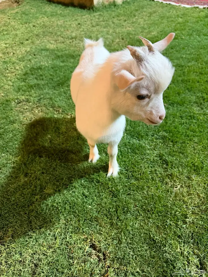 قزمي للبيع 2