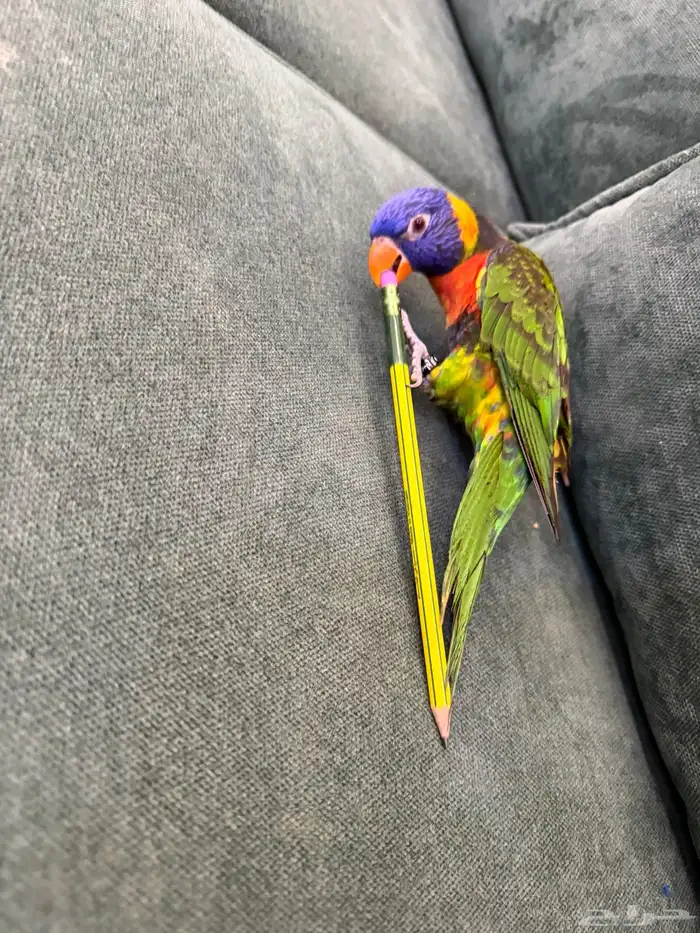 ببغاء لوري 0
