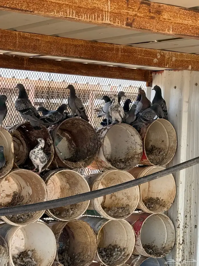 للبيع حمام بري طرح جديييد 3