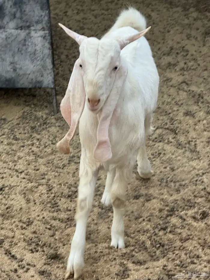 تيس فحل مشروك 2