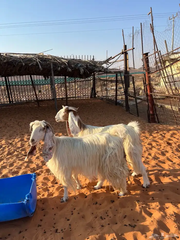 معزا بيض مشاريك مصريه جروم فاخره طيبه دفيع مضاريع سونار 4