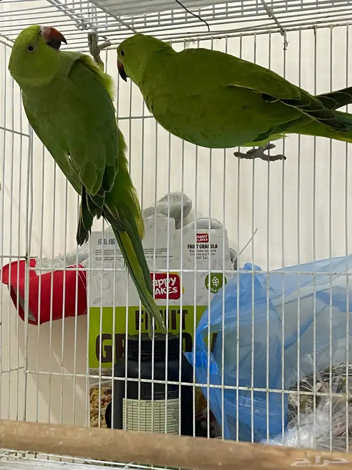 للبيع ببغاء درة هندي عدد 3 1