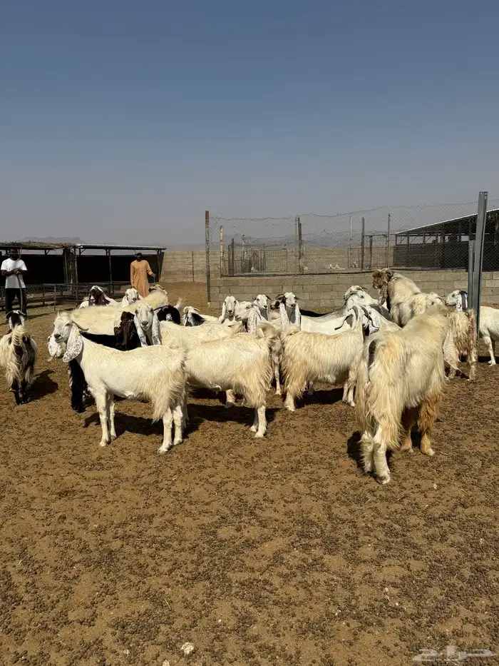 معزاء دفيع مشاريك خصصم 3