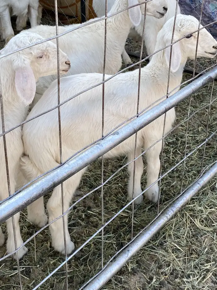 اربعه بهم ثنين من الطليان وثنين من الرخال للبيع سمان 5