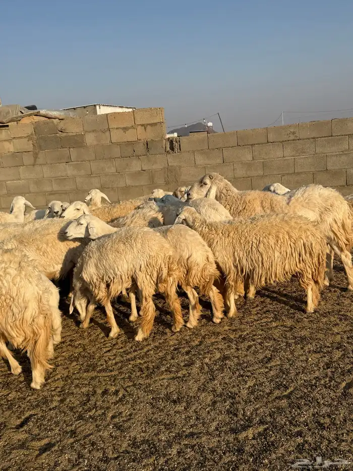 حريات حرش فاخره 1