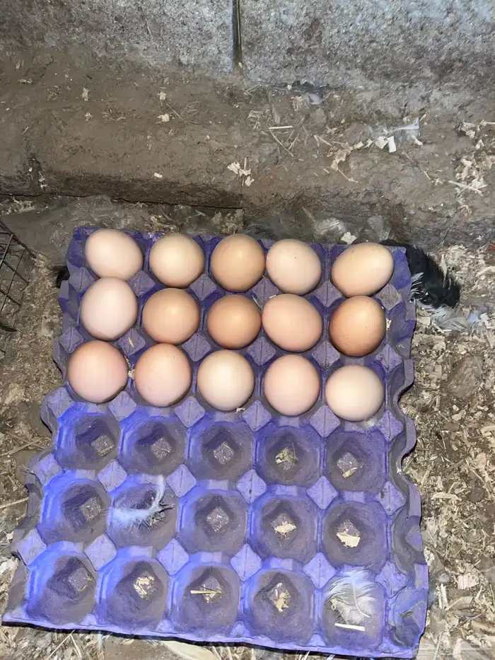 بيض براهما كولمبي دم صافي بيور 1