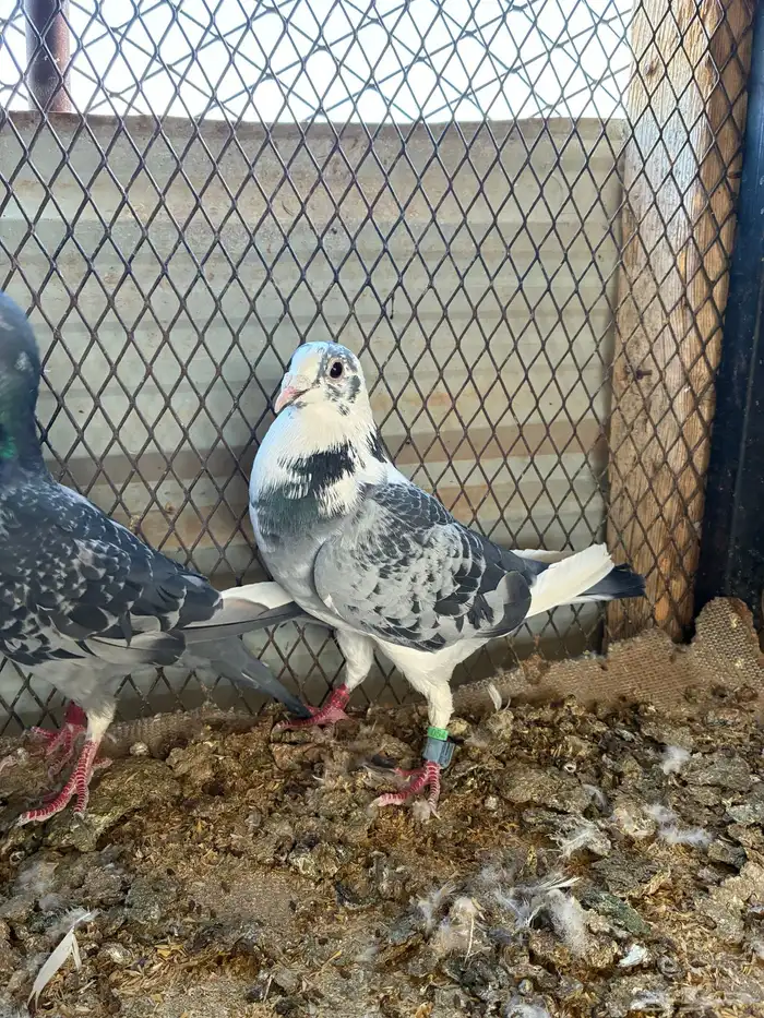 حمام زاجل سباق 1