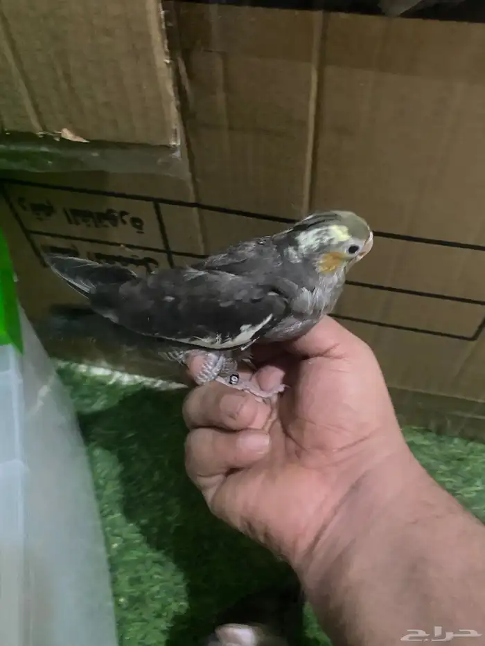 فروخ كروان غر 1