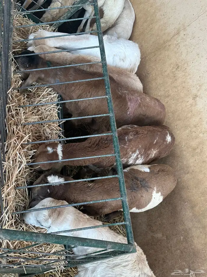 سواكن مرابي عمر 4 شهور 6