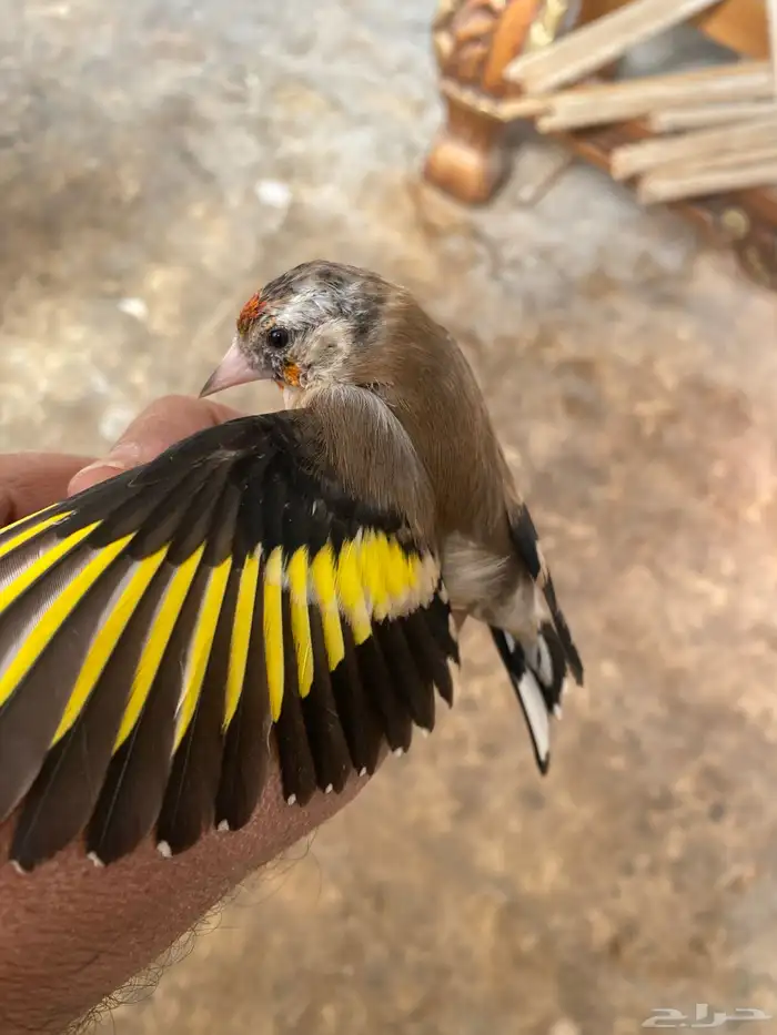 حسون فرخ ذكر تم البيع 1