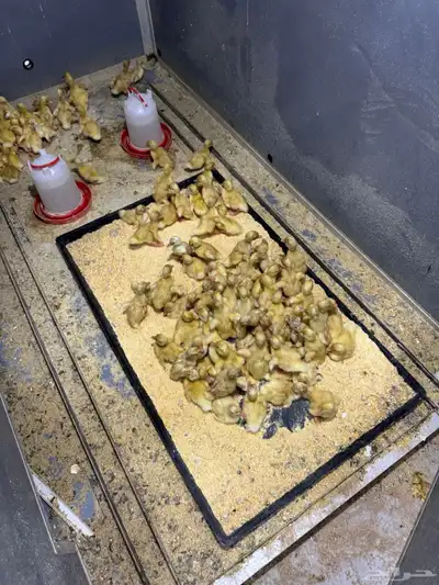 صوص بط بكيني index